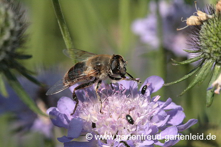 Scabiosa columbaria 'Nana' (Tauben-Skabiose) mit Mistbiene