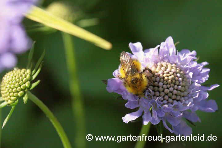 Scabiosa columbaria 'Nana' (Tauben-Skabiose) mit Männchen der Wiesen-Hummel