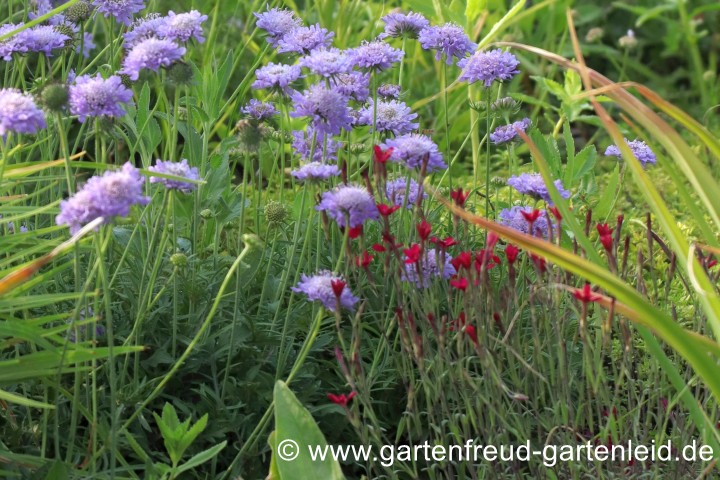 Scabiosa columbaria 'Nana' und Dianthus deltoides &ndash; Tauben-Skabiose und Heide-Nelke