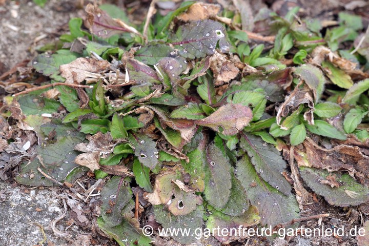 Scabiosa columbaria 'Nana' (Tauben-Skabiose) Mitte M&auml;rz