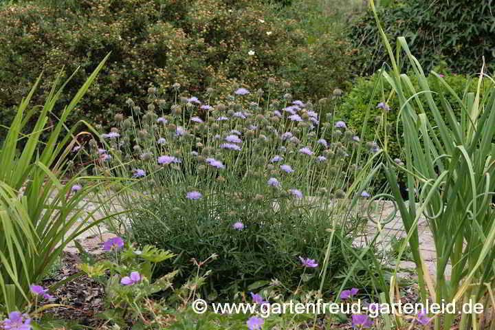 Scabiosa columbaria 'Nana' – Tauben-Skabiose