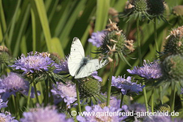 Scabiosa columbaria 'Nana' (Tauben-Skabiose) mit Rapsweißling