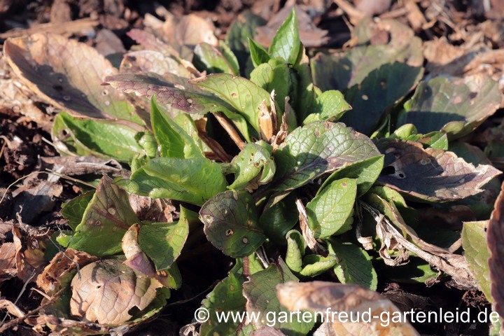 Scabiosa lucida &ndash; Gl&auml;nzende Skabiose, Anfang April