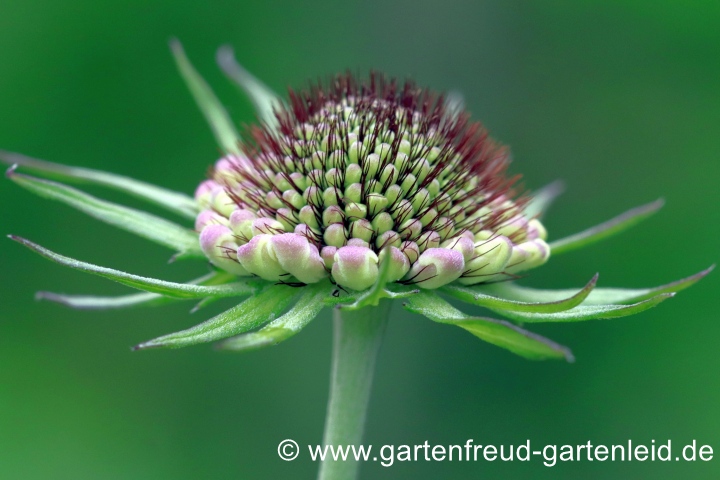 Scabiosa lucida &ndash; Gl&auml;nzende Skabiose Knospen