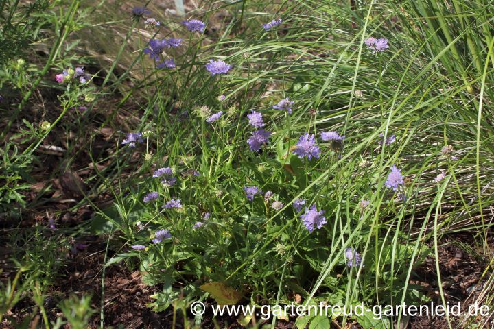 Scabiosa lucida &ndash; Gl&auml;nzende Skabiose