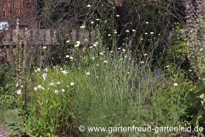 Scabiosa ochroleuca &ndash; Gelbe Skabiose