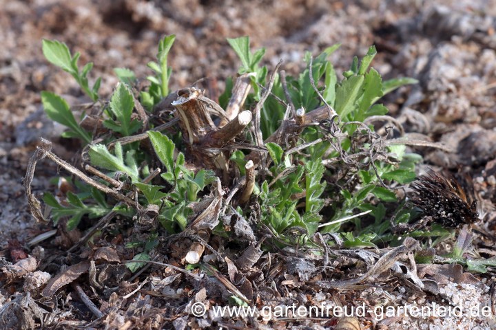 Scabiosa ochroleuca &ndash; Gelbe Skabiose, Austrieb