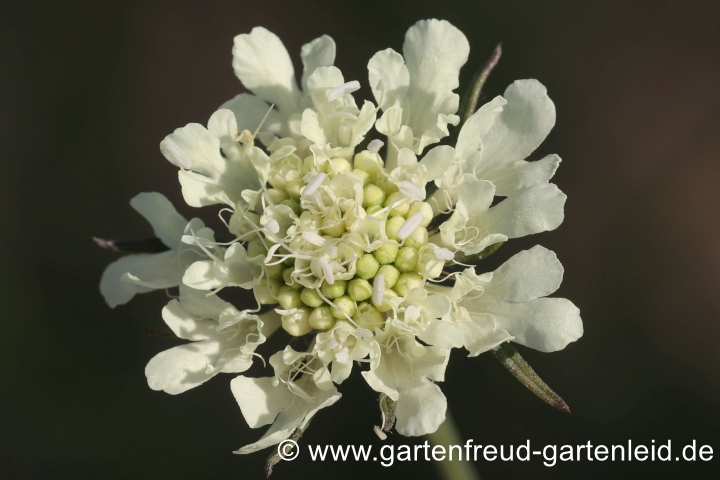 Scabiosa ochroleuca &ndash; Gelbe Skabiose, Bl&uuml;ten