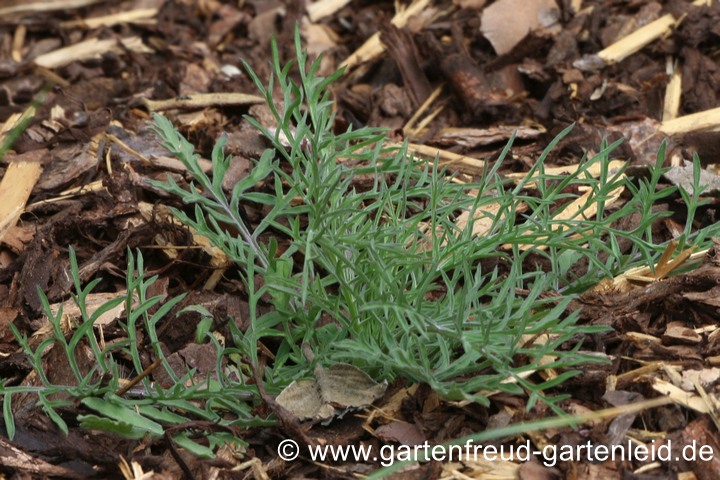 Scabiosa ochroleuca &ndash; Gelbe Skabiose, S&auml;mling