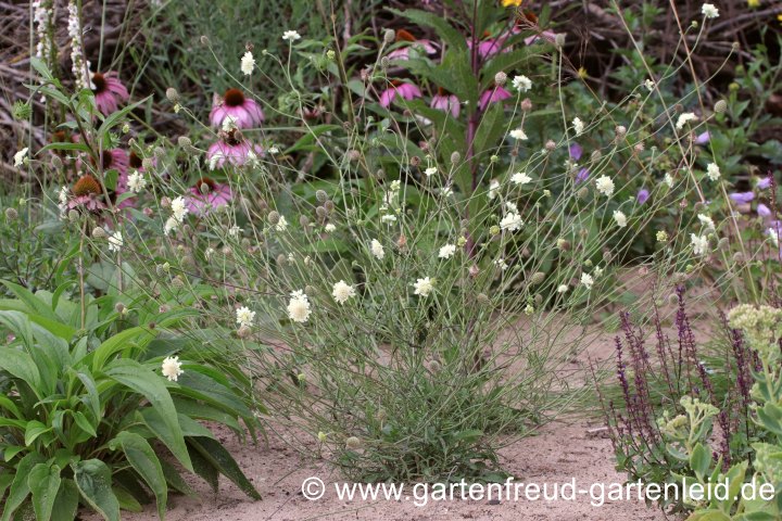 Scabiosa ochroleuca &ndash; Gelbe Skabiose