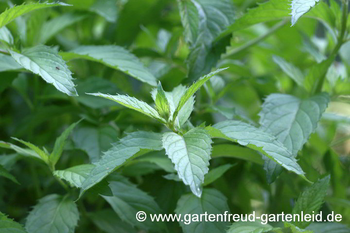 Mentha 'Swiss' – Schweizer Minze