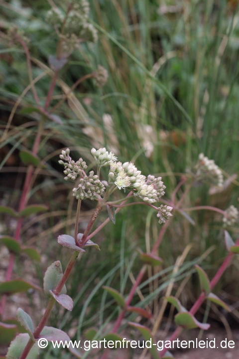 Sedum telephium subsp. ruprechtii 'Hab Grey' (Hohe Fetthenne), an einem mageren Standort