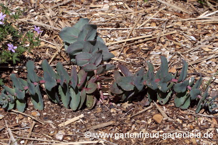 Sedum telephium subsp. ruprechtii 'Hab Grey' (Hohe Fetthenne) – überwinterte Jungpflanze