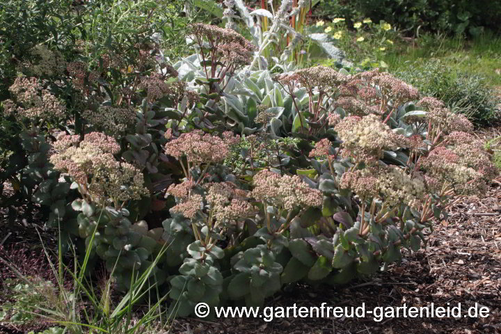 Sedum telephium subsp. ruprechtii 'Hab Grey' – Hohe Fetthenne