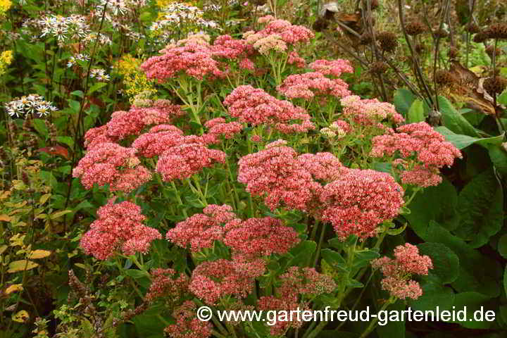 Sedum telephium 'Indian Chief' – Purpur-Fetthenne