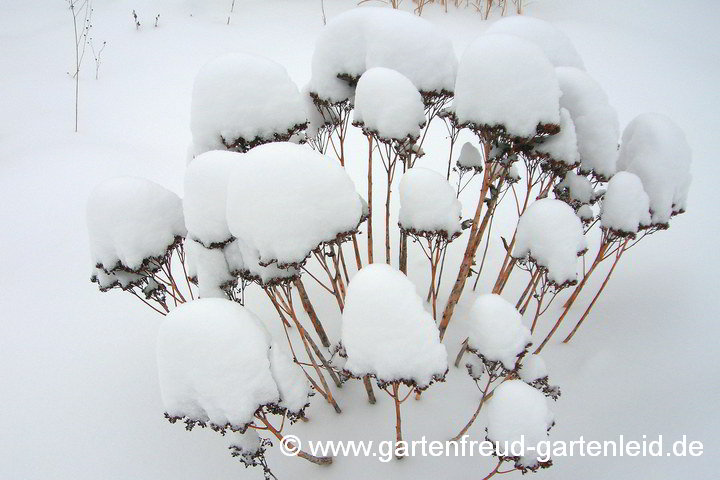 Sedum telephium – Schöne Fetthenne mit Schneehaube