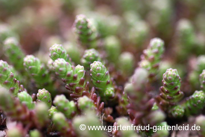 Sedum acre – Scharfer Mauerpfeffer, junge Triebe