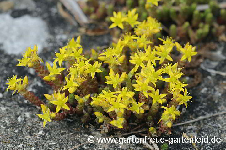 Sedum acre – Scharfer Mauerpfeffer