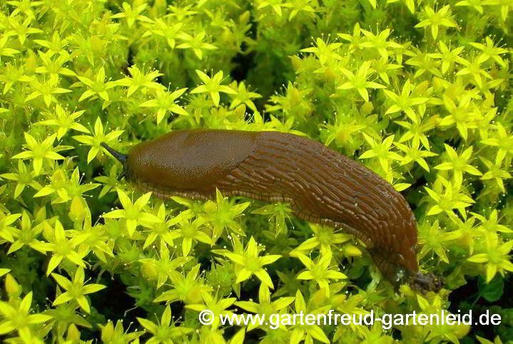 Sedum acre (Scharfer Mauerpfeffer) mit Spanischer Wegschnecke