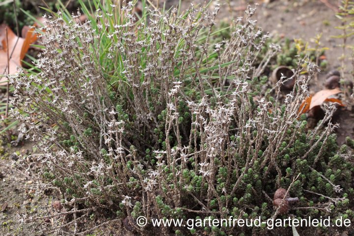 Sedum acre (Scharfer Mauerpfeffer) &ndash; verbl&uuml;ht