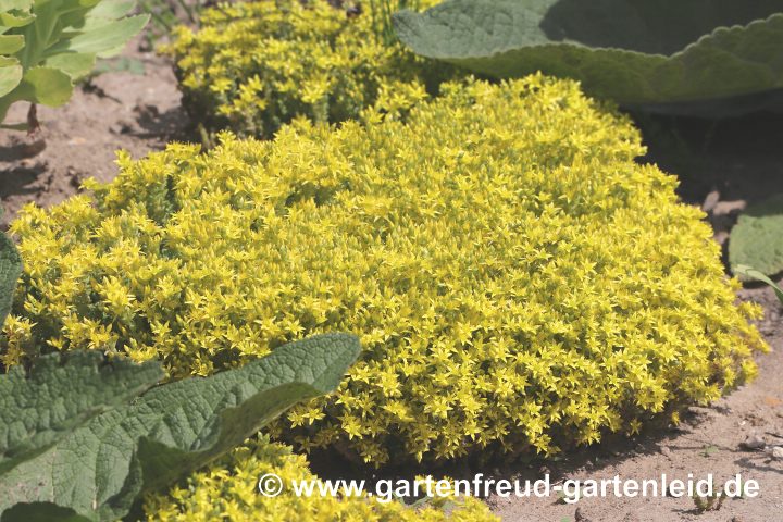 Sedum acre – Scharfer Mauerpfeffer