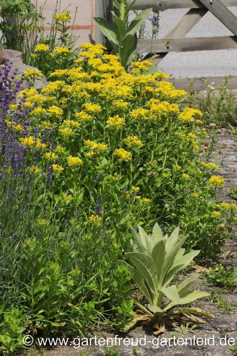 Sedum aizoon – Dickblatt-Fetthenne