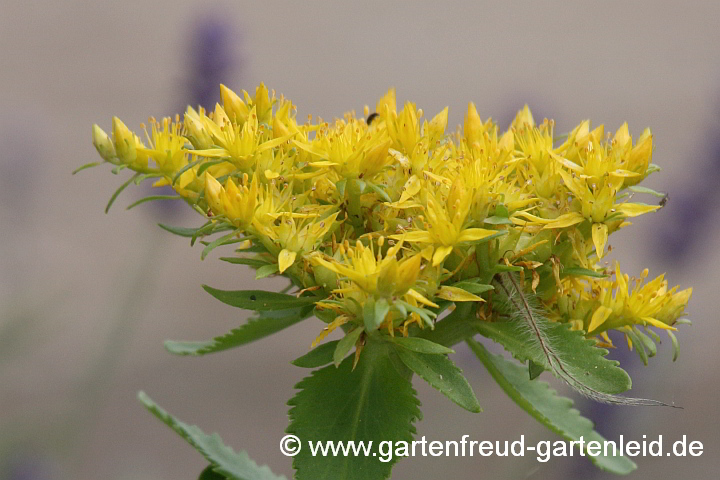 Sedum aizoon – Dickblatt-Fetthenne