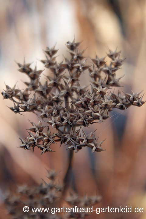 Sedum aizoon – Dickblatt-Fetthenne, Fruchtstand