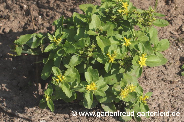 Sedum aizoon – Dickblatt-Fetthenne, Nachblüte