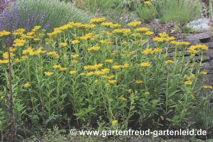 Sedum aizoon – Dickblatt-Fetthenne