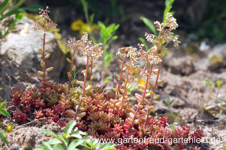 Sedum album (Weißer Mauerpfeffer, Weiße Fetthenne) mit Knospen