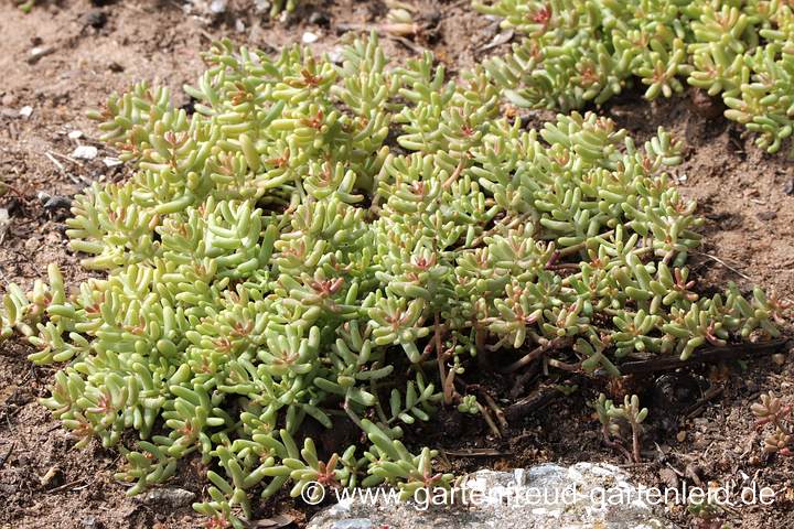 Sedum album – Weißer Mauerpfeffer, Weiße Fetthenne