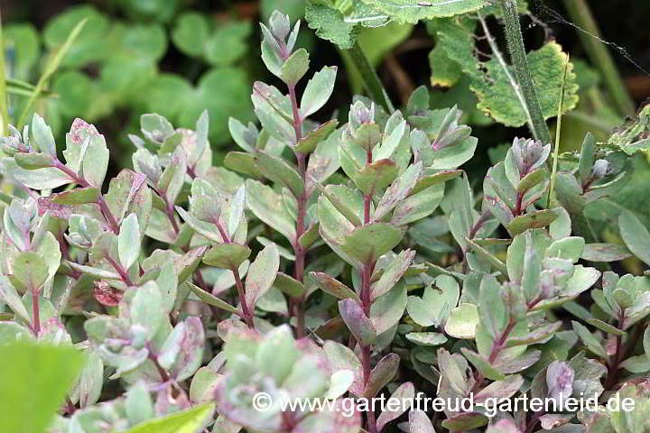 Sedum cauticola 'Robustum' – Buntlaubiges September-Sedum