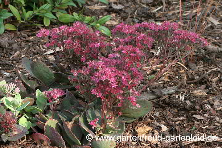 Sedum cauticola 'Robustum' (Buntlaubiges September-Sedum) – mit Honigbiene