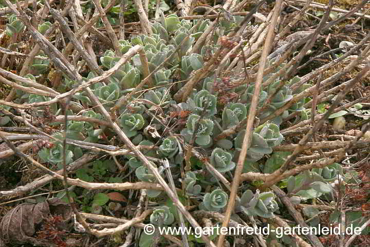 Sedum cauticola 'Robustum' – Buntlaubiges September-Sedum, Austrieb