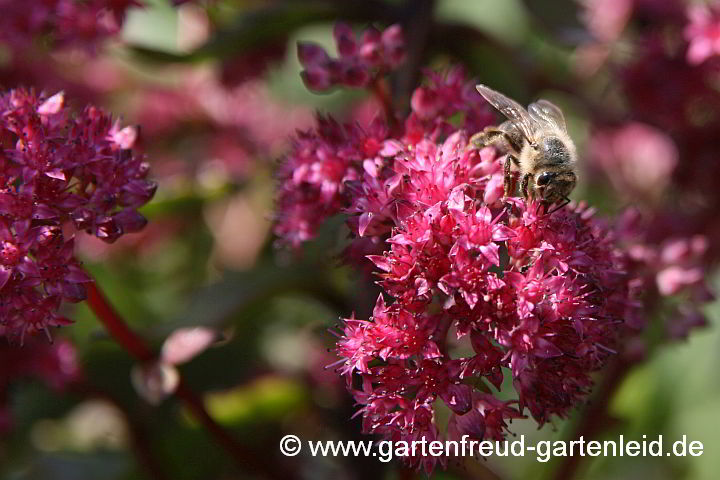 Sedum cauticola 'Robustum' – Buntlaubiges September-Sedum