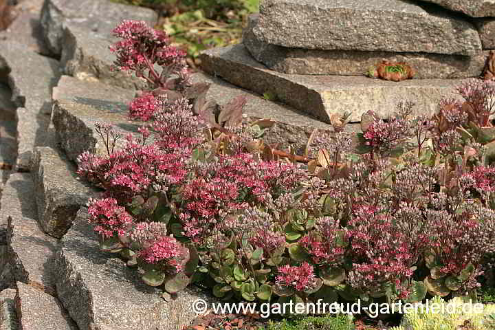 Sedum cauticola 'Robustum' – Buntlaubiges September-Sedum