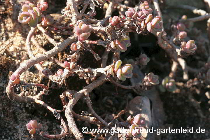 Sedum cyaneum – Rosenteppich-Fettblatt, Austrieb