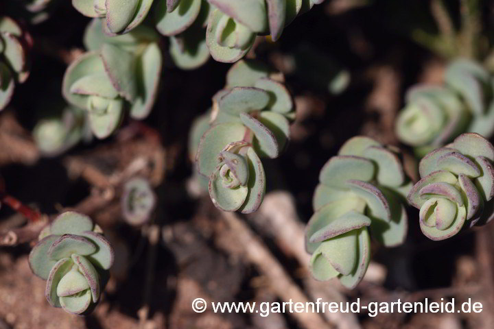 Sedum cyaneum – Rosenteppich-Fettblatt