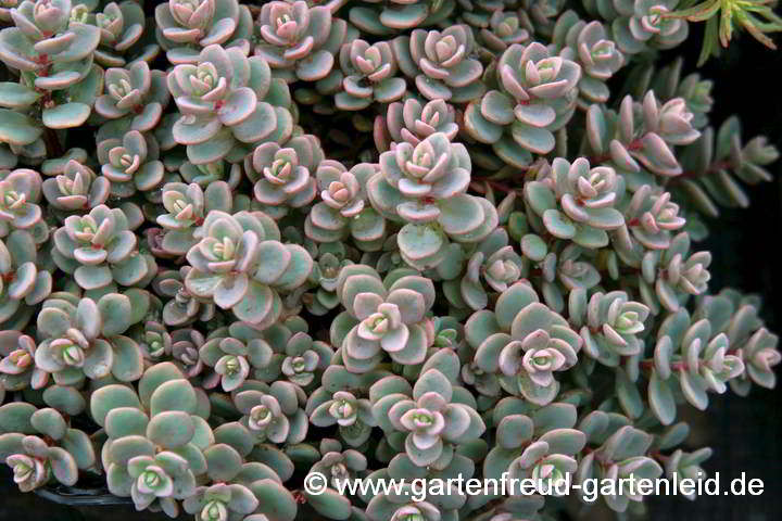 Sedum cyaneum – Rosenteppich-Fettblatt