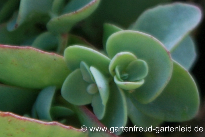 Sedum ewersii (Himalaja-Fettblatt) – Blatt