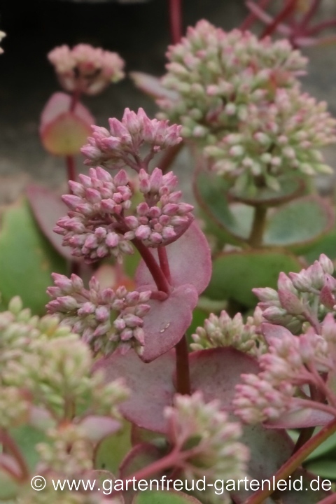 Sedum ewersii (Himalaya-Fettblatt) – Knospen