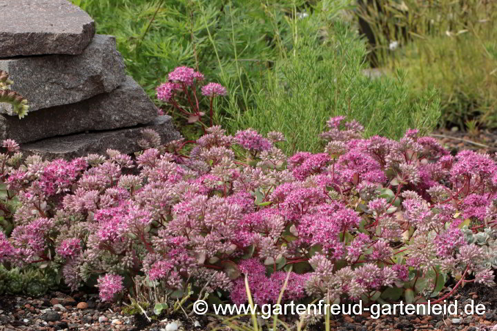 Sedum ewersii – Himalaja-Fettblatt