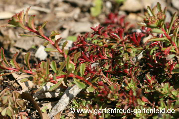 Sedum floriferum 'Weihenstephaner Gold' – Garten-Fetthenne/‑Fettblatt