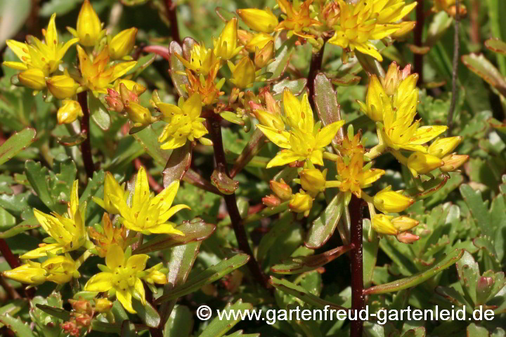 Sedum floriferum 'Weihenstephaner Gold' – Fetthenne, Fettblatt
