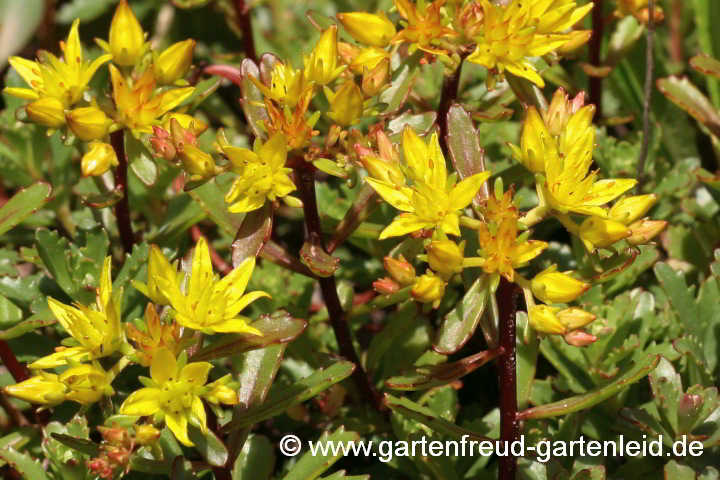 Sedum floriferum 'Weihenstephaner Gold' – Garten-Fetthenne/‑Fettblatt