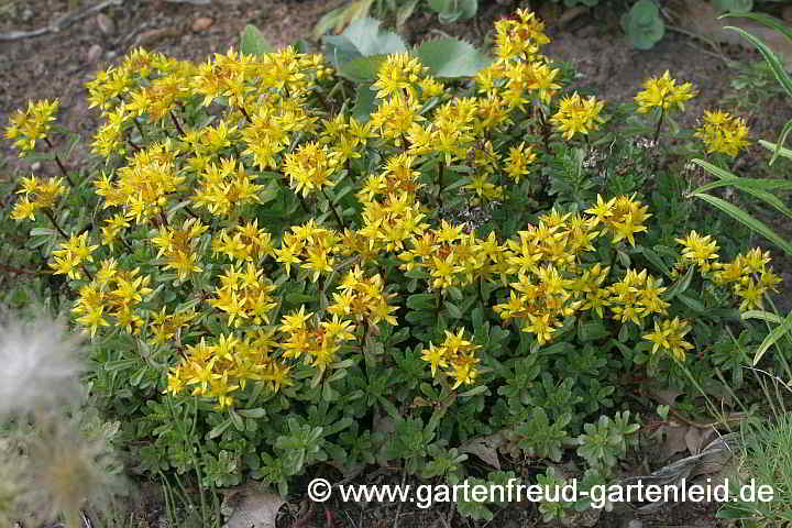 Sedum floriferum 'Weihenstephaner Gold' – Fetthenne, Fettblatt