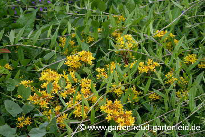 Sedum floriferum 'Weihenstephaner Gold' – Fetthenne, Fettblatt