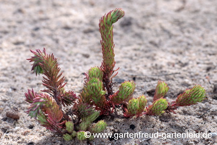 Sedum forsterianum – Blautannen-Fettblatt, Schlangenmoos, Zierliche Felsen-Fetthenne, Nickendes Fettblatt