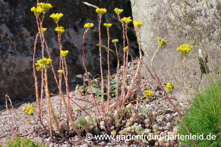 Sedum floriferum 'Sedum forsterianum – Blautannen-Fettblatt